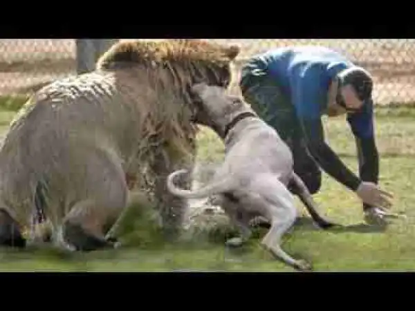 Video: Top 10 Dogs That Protect You From Beast
